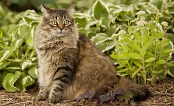 Jardinage : comment éloigner les chats de son potager