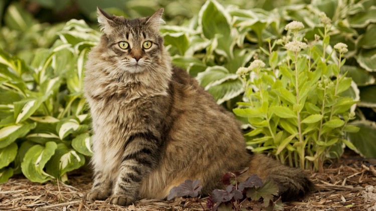 Jardinage : comment éloigner les chats de son potager