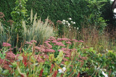 Jardin de campagne structuré