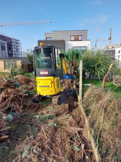 Abattage haie de sapins et nettoyage terrain