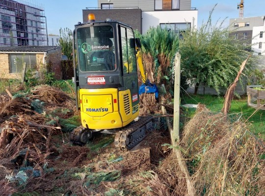 Abattage haie de sapins et nettoyage terrain